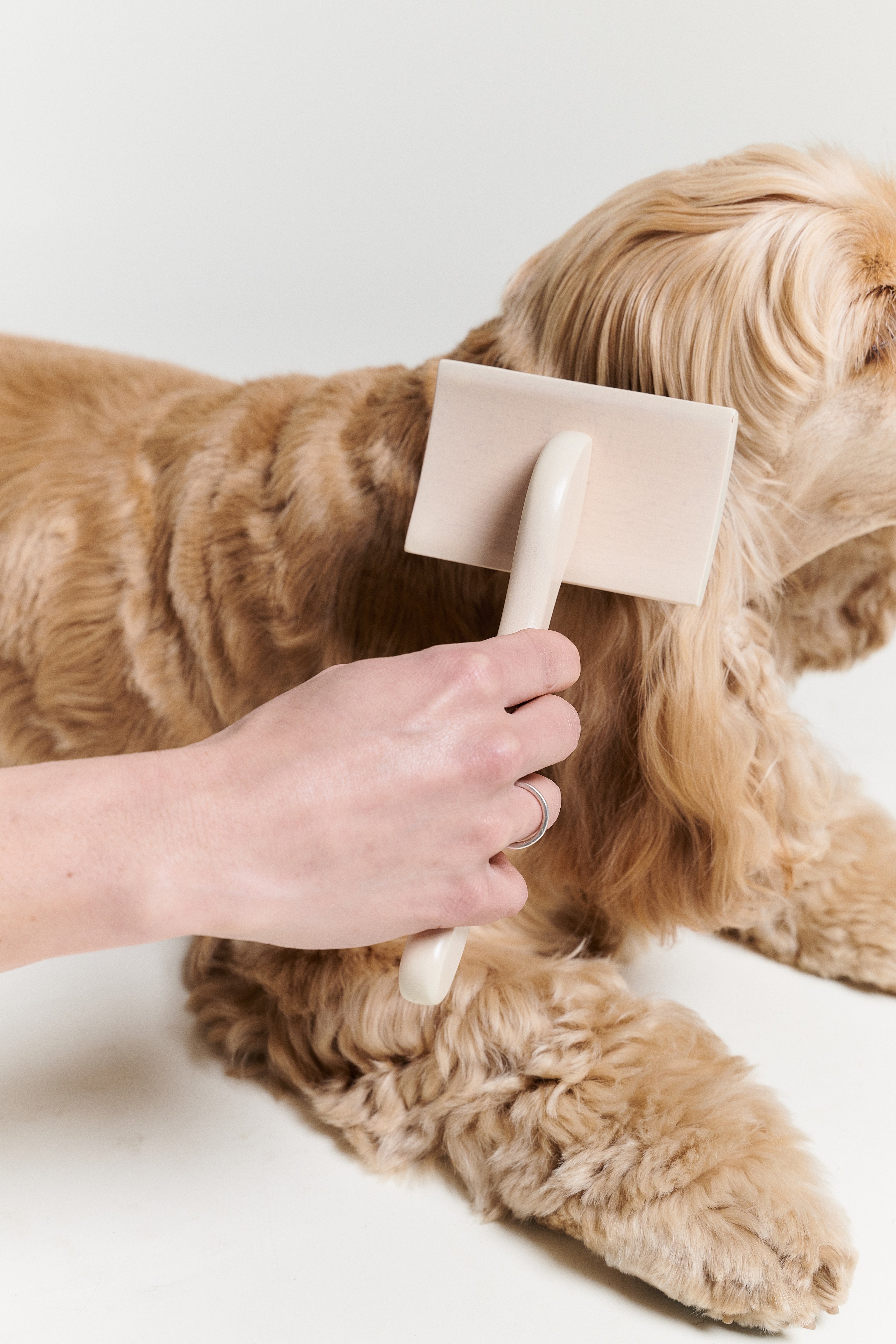 Hund som blir borstad