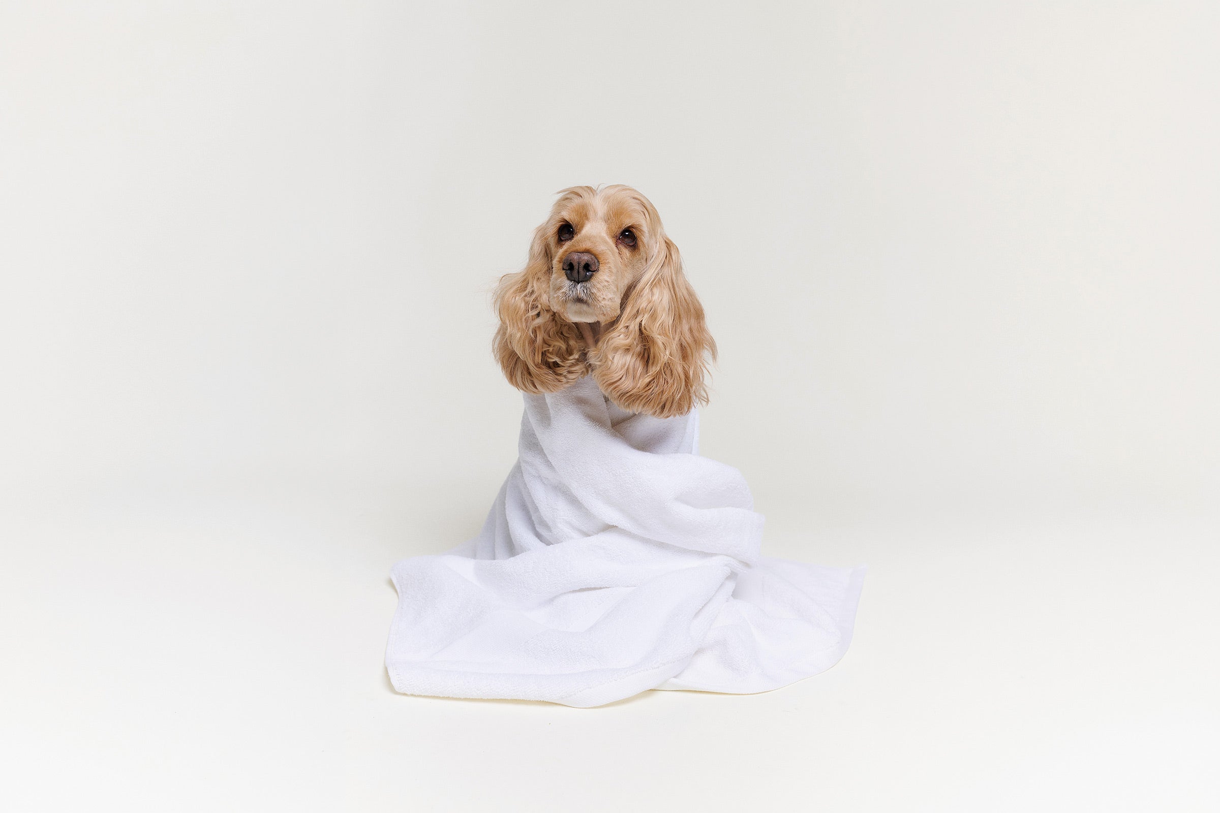 Hund på spabehandling