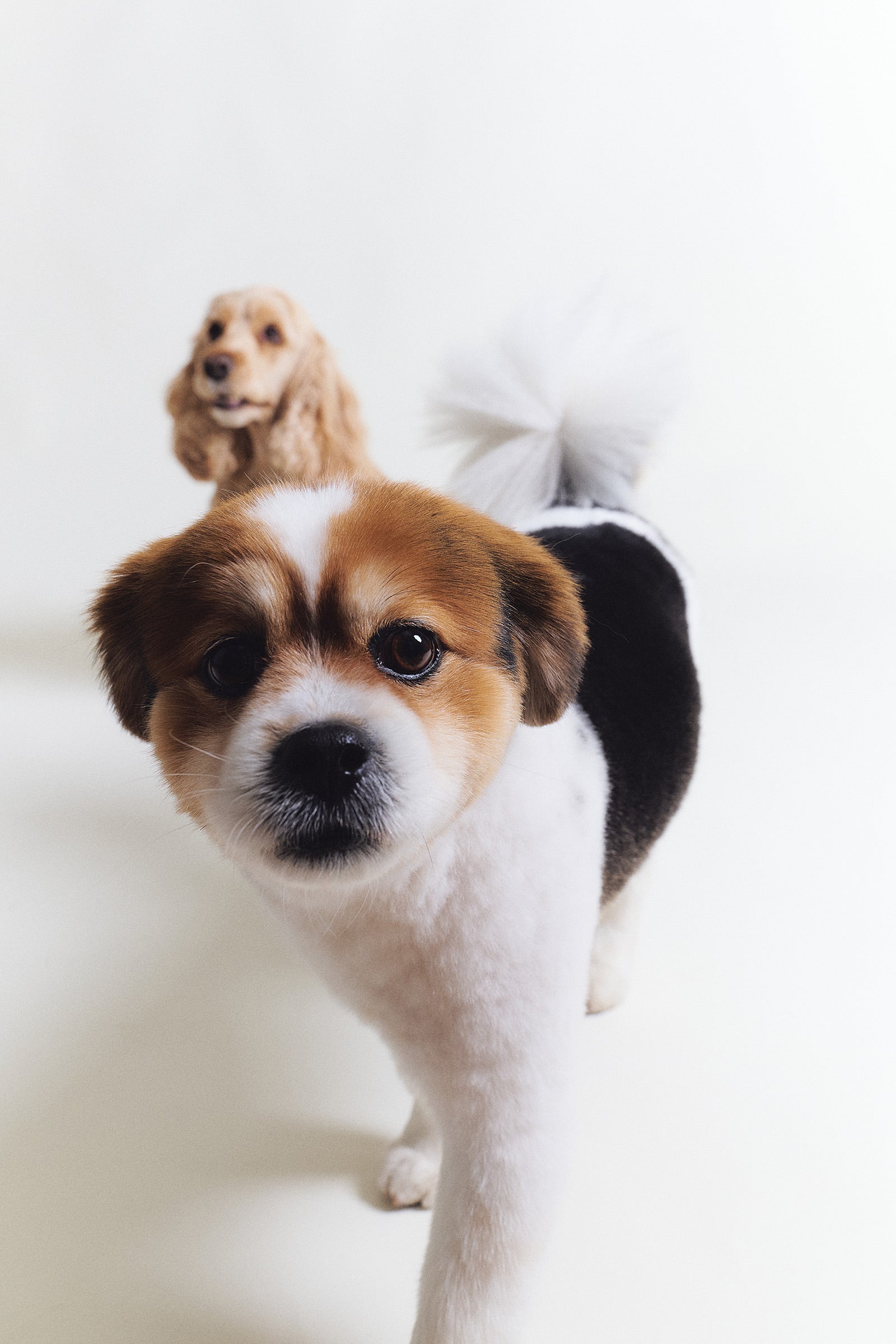 Nyfiken hund som tittar in i kameran