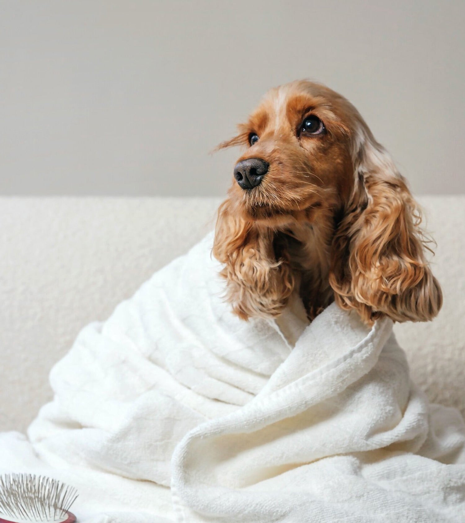 Hunden Penny på Spa-behandling